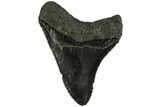Fossil Megalodon Tooth - South Carolina #212950-1